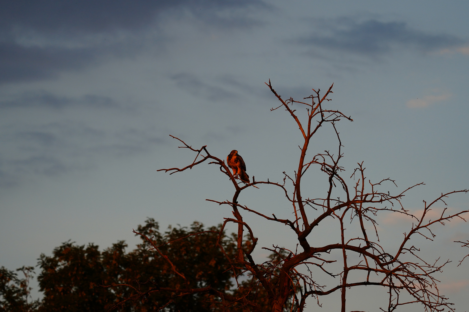 Bussard im Sonnenuntergang 