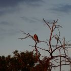 Bussard im Sonnenuntergang 