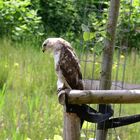 Bussard im Stadtpark Kapermolen Hasselt (B)