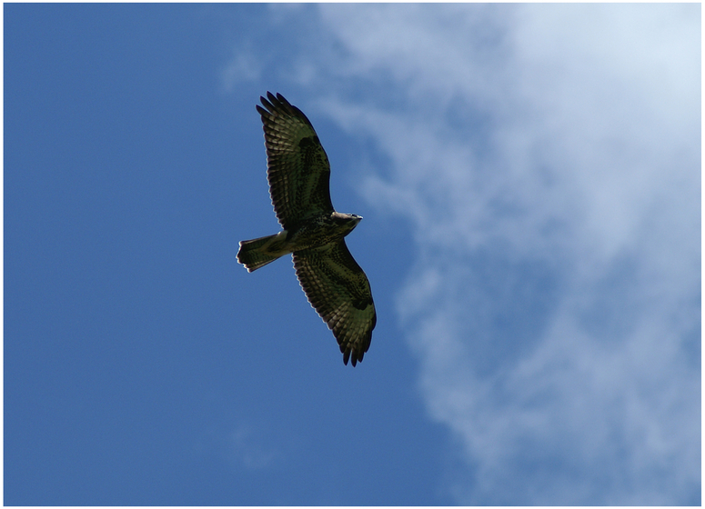 Bussard im Steigflug