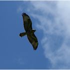 Bussard im Steigflug