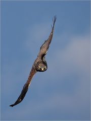 Bussard im Sturzflug