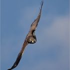 Bussard im Sturzflug