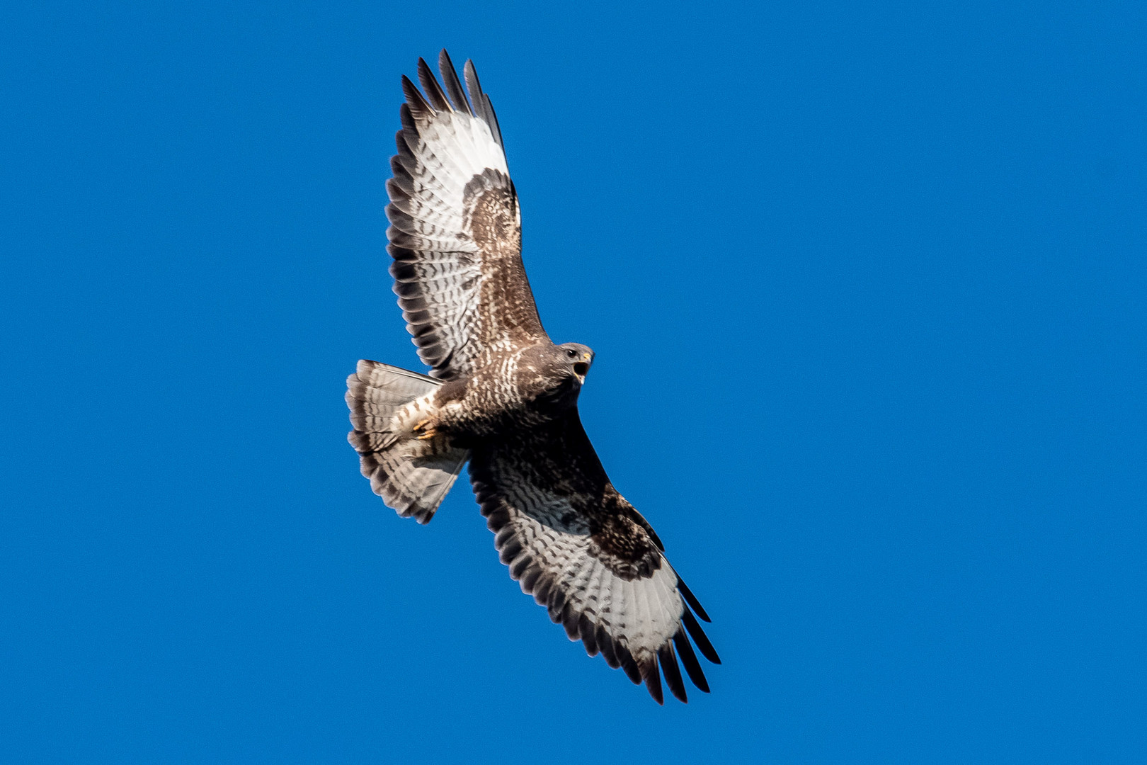 Bussard im Suchflug