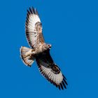 Bussard im Suchflug