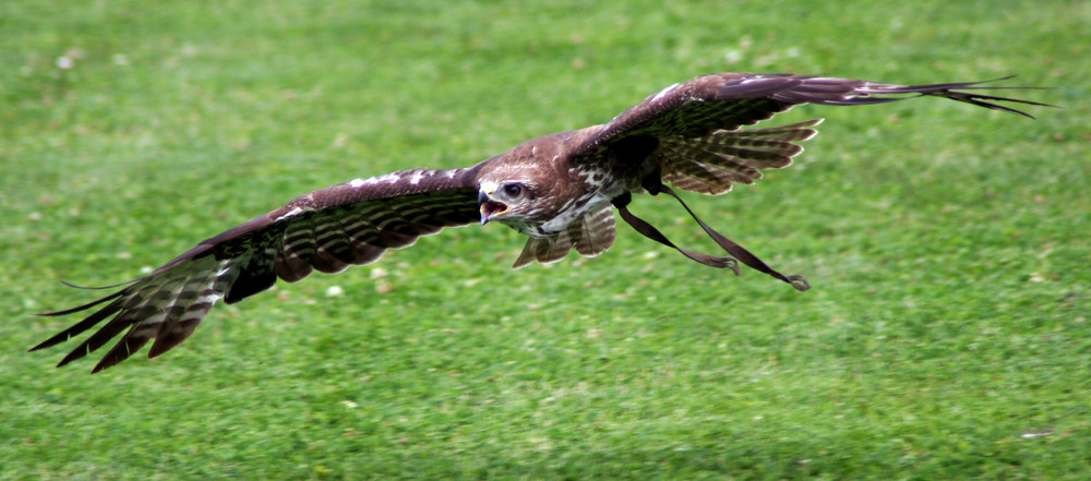 Bussard im Tiefflug