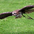 Bussard im Tiefflug