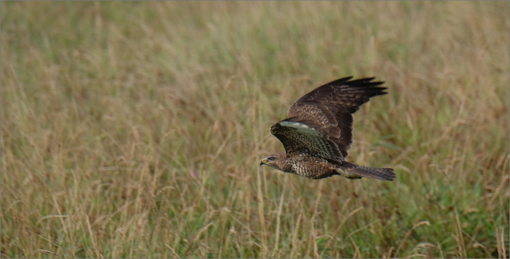 Bussard im Tiefflug