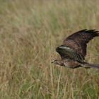 Bussard im Tiefflug