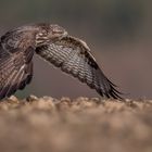 Bussard im Tiefflug