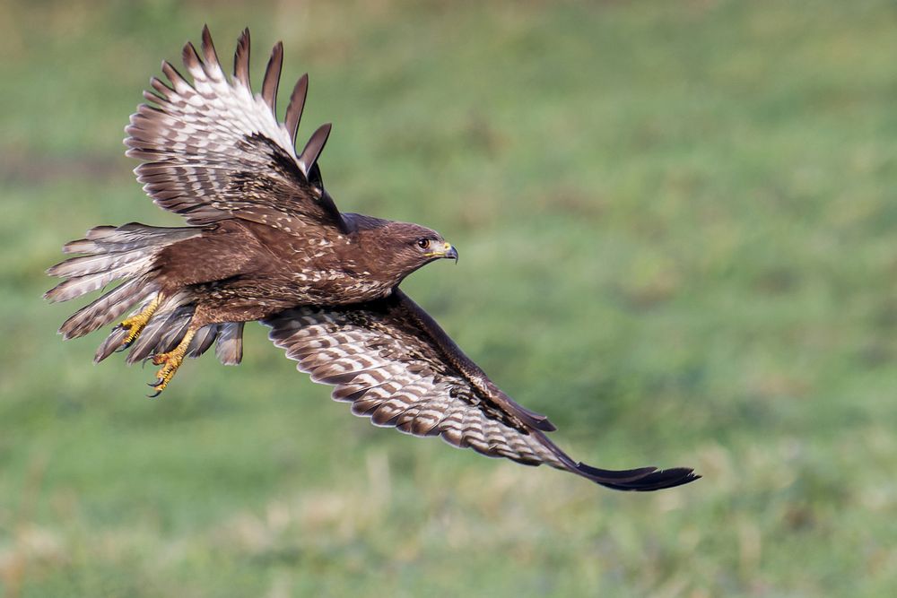 Bussard im Tiefflug