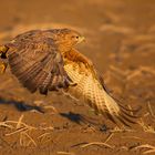 Bussard im Tiefflug