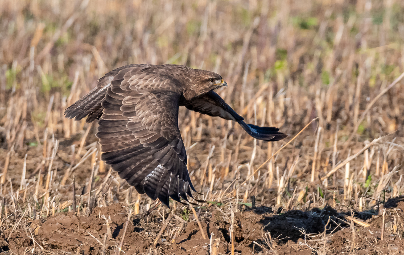 Bussard im Tiefflug