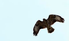 Bussard im Überflug