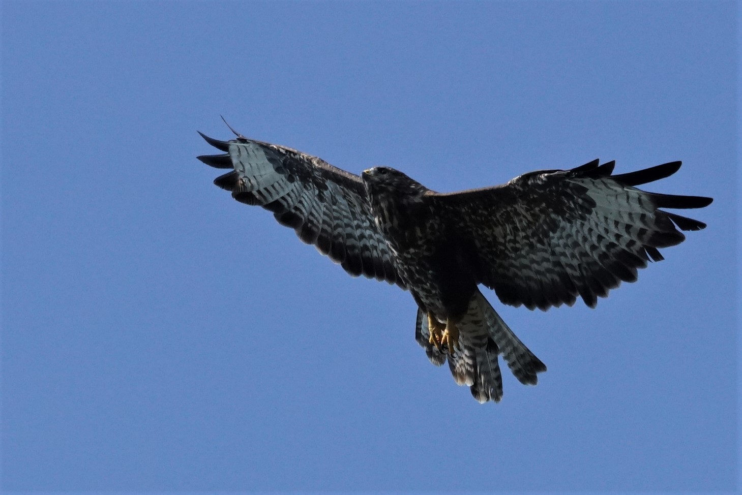 Bussard im Überflug ( Buteo buteo )