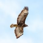 Bussard im Vorbeiflug