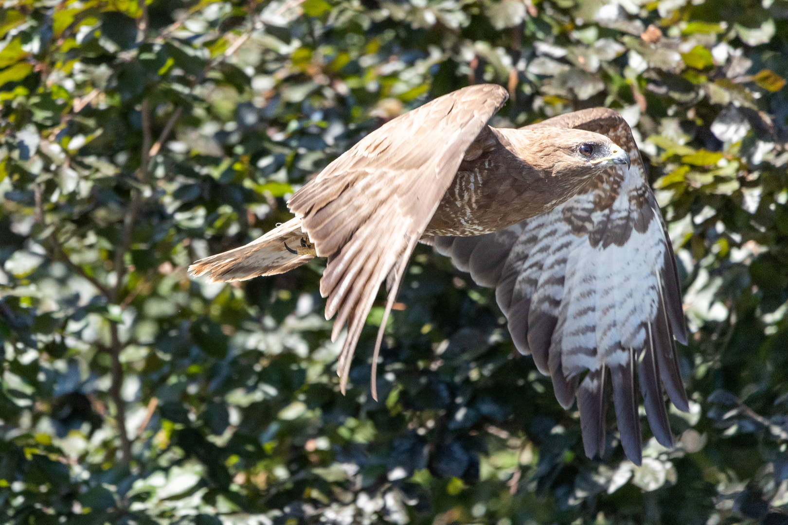 Bussard im Vorbeiflug