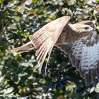 Bussard im Vorbeiflug