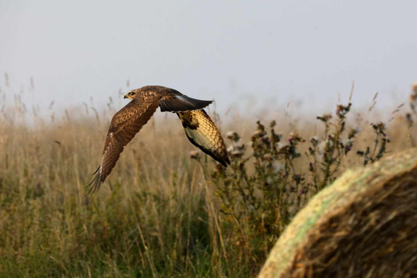 Bussard im Vorbeiflug