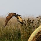 Bussard im Vorbeiflug