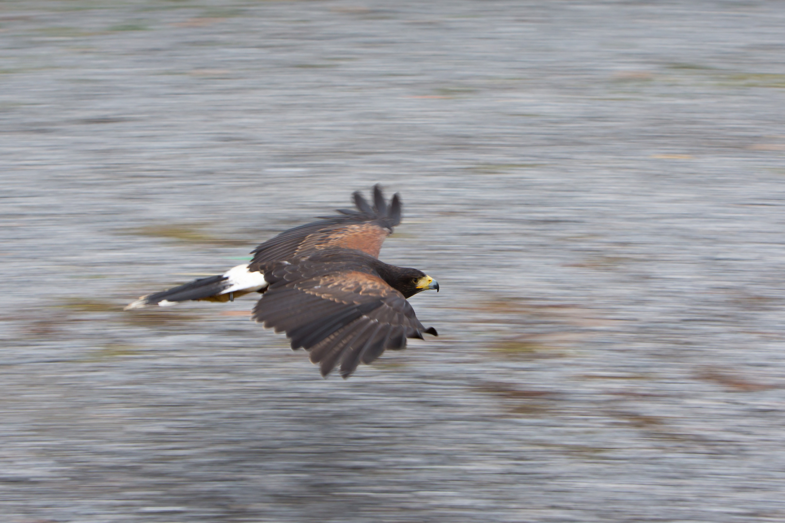 Bussard im Vorbeiflug - Wischer