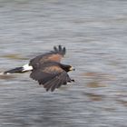 Bussard im Vorbeiflug - Wischer