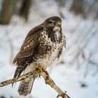 Bussard im Winter