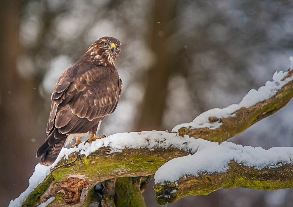 Bussard im Winter