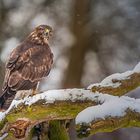 Bussard im Winter