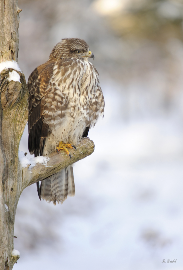 Bussard im Winter