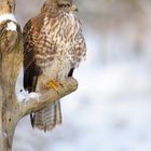 Bussard im Winter