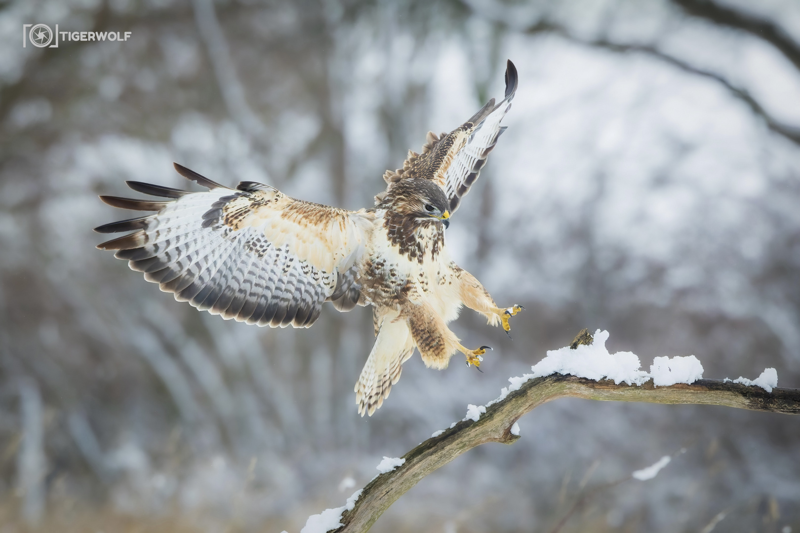 Bussard im Winter-Wunderland 