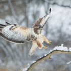 Bussard im Winter-Wunderland 