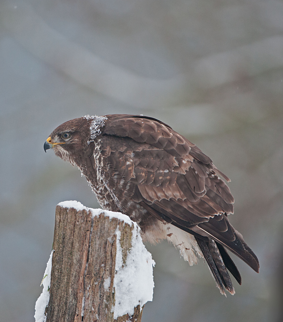 Bussard im Winterkleid