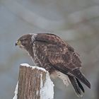 Bussard im Winterkleid