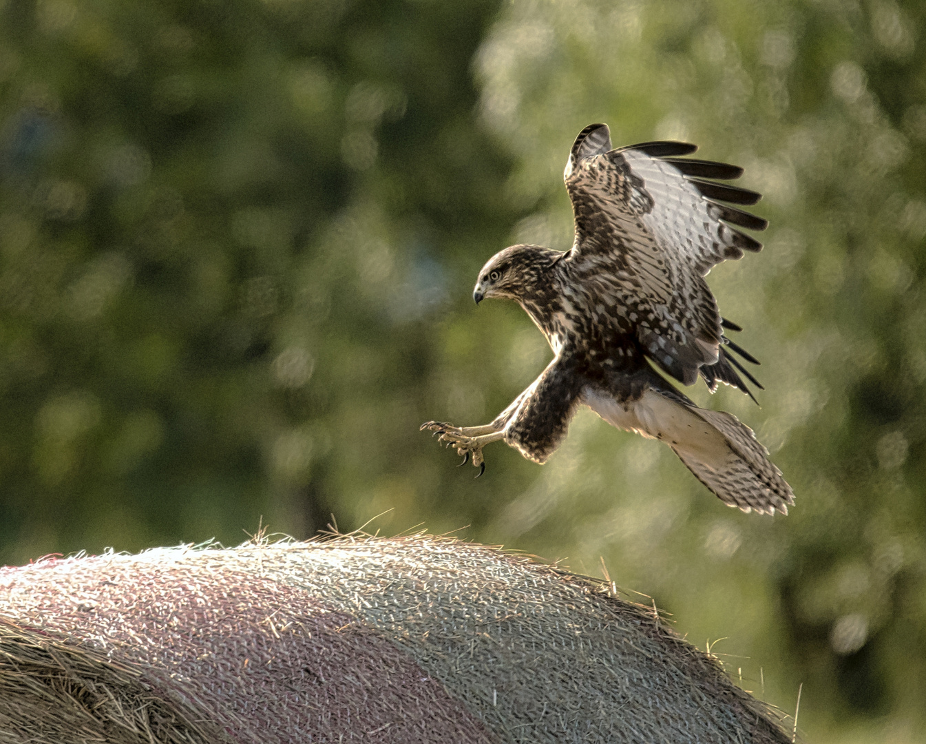 Bussard Impressionen