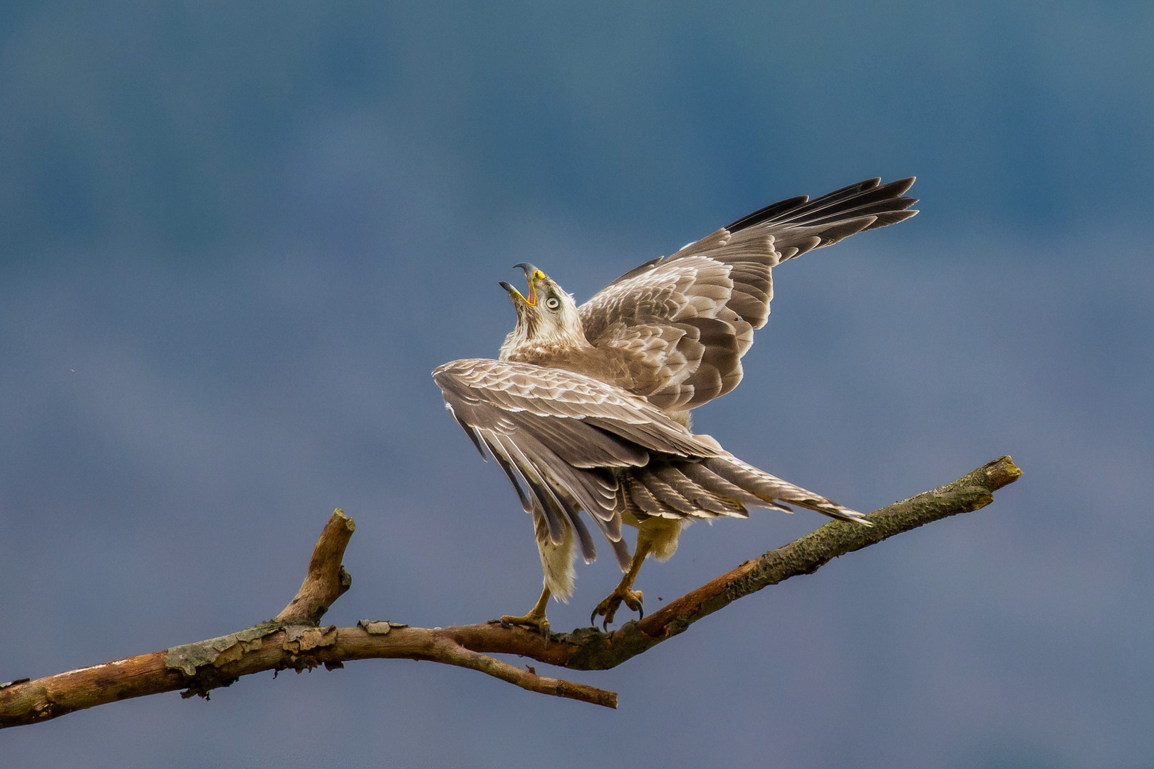 Bussard in Abwehrhaltung