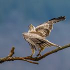 Bussard in Abwehrhaltung