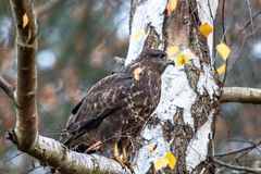 Bussard in Baum