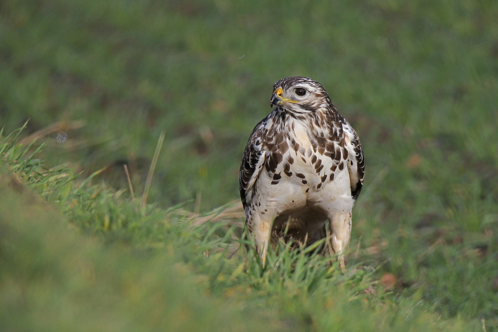 Bussard in cooler Pose