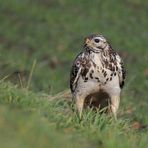 Bussard in cooler Pose