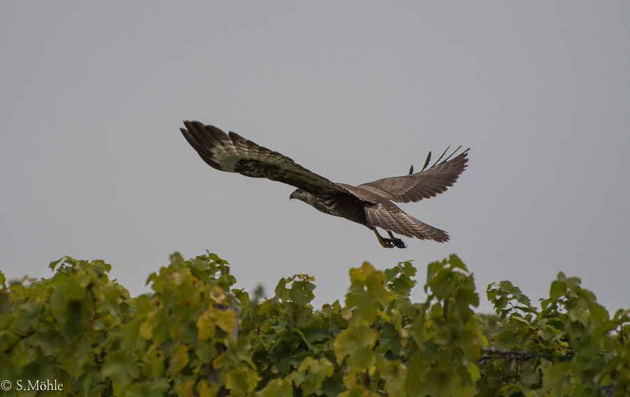 Bussard in den Weinbergen