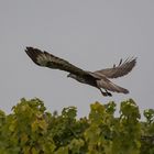 Bussard in den Weinbergen