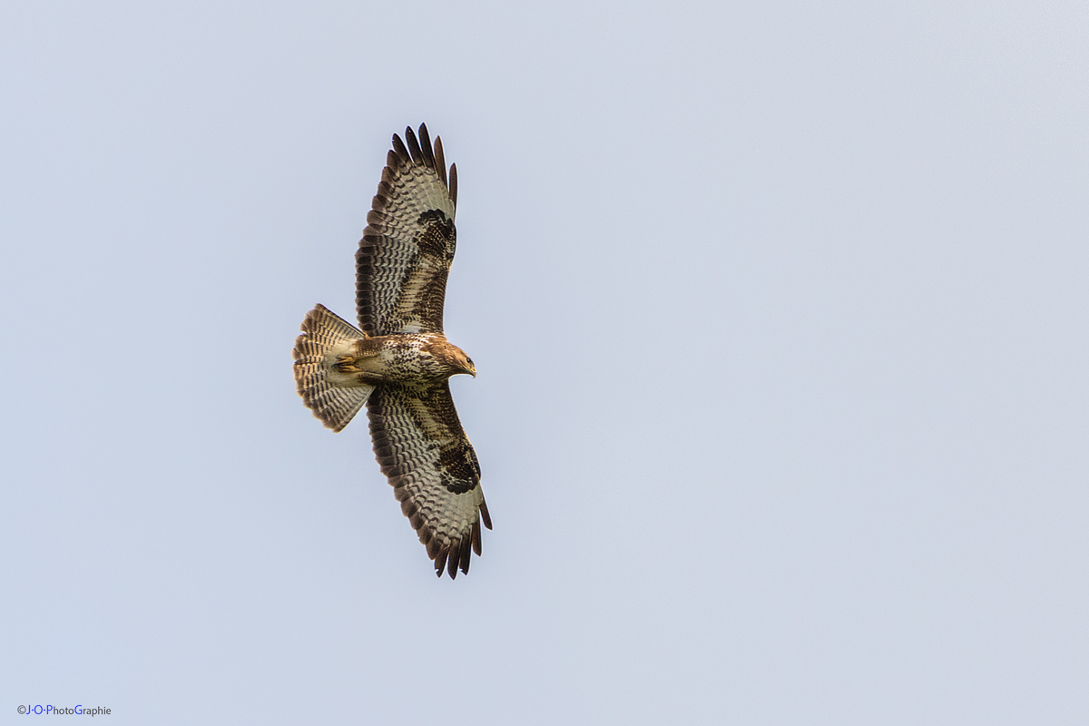 Bussard in der Abendsonne