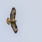 Bussard in der Abendsonne