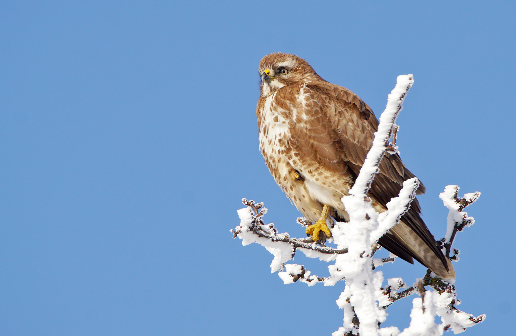 Bussard in der Mittagssonne