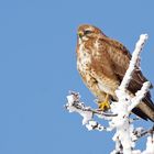 Bussard in der Mittagssonne