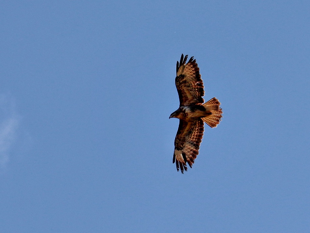 Bussard in der Morgensonne