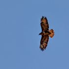 Bussard in der Morgensonne