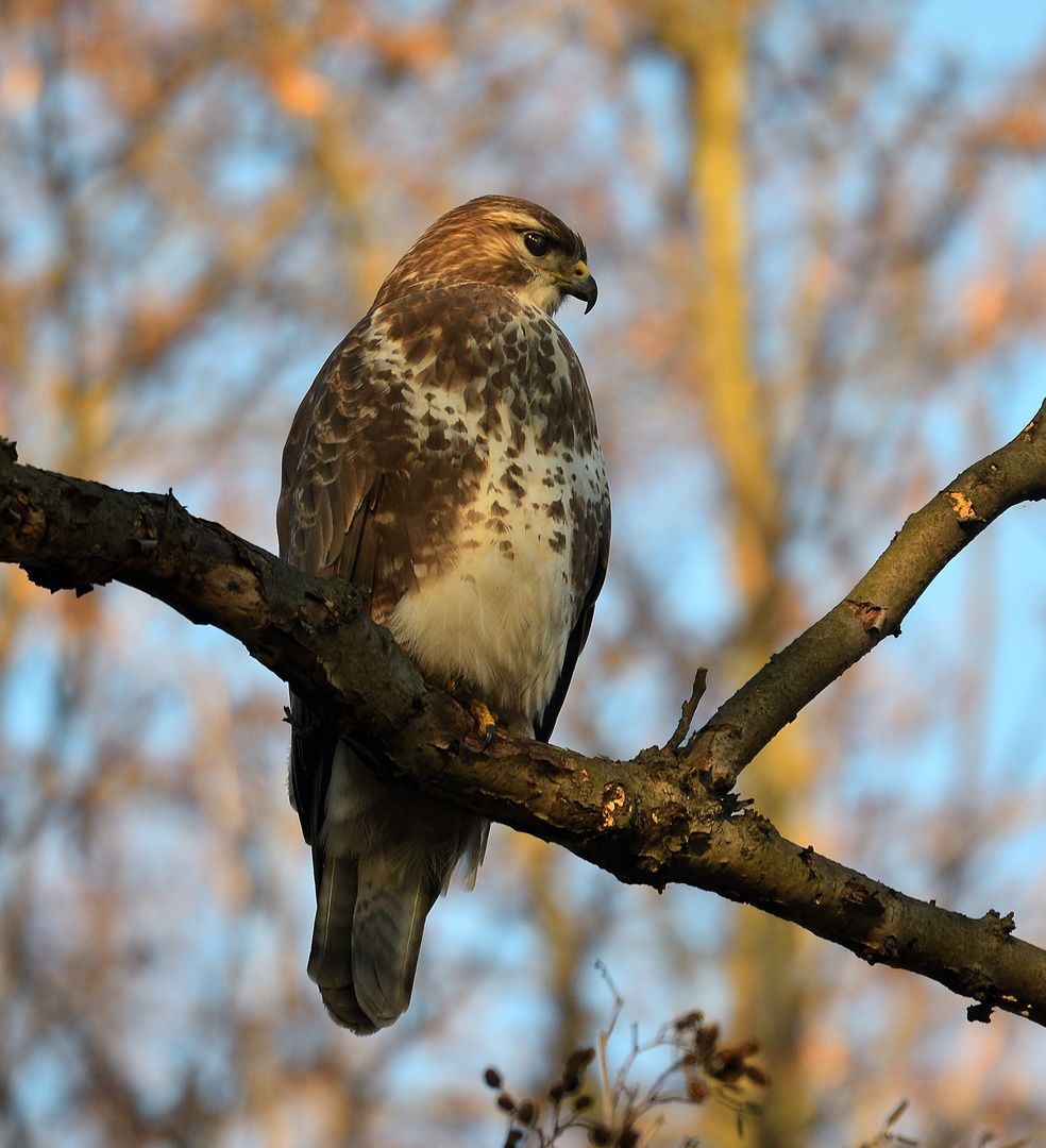 Bussard in der Nachmittagssonne